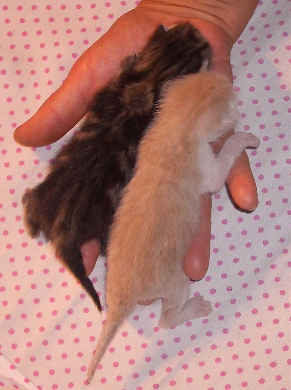 Натиснете снимката за да я уголемите

Име:cats.jpg
Прегледи:1
Размер:71.2 КБ
ID:5771424