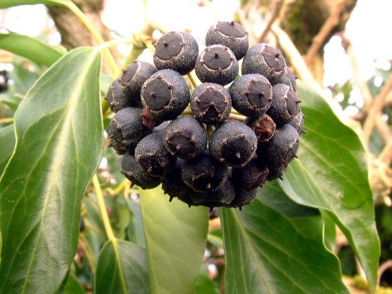Натиснете снимката за да я уголемите  Име:Ivy-fruit-Margaret-Barton.jpg Прегледи:0 Размер:56.6 КБ ID:6525493