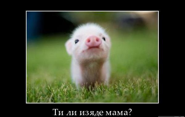 Натиснете снимката за да я уголемите

Име:396133_10150543611824510_234805724509_8805814_377978841_n.jpg
Прегледи:1
Размер:21.2 КБ
ID:5338918