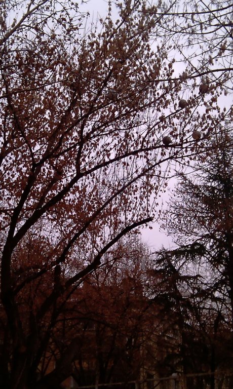 Натиснете снимката за да я уголемите

Име:tree.jpg
Прегледи:1
Размер:151.4 КБ
ID:5337583