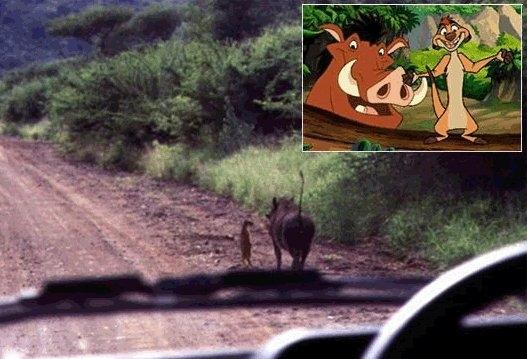 Натиснете снимката за да я уголемите

Име:timon_pumba.jpg
Прегледи:1
Размер:42.5 КБ
ID:5429696