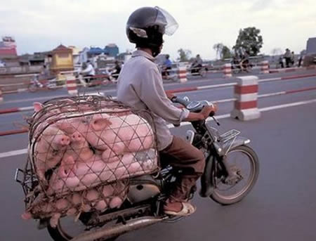 Натиснете снимката за да я уголемите

Име:a97265_g175_13-pigs.jpg
Прегледи:1
Размер:27.6 КБ
ID:5391910