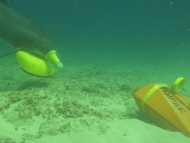 Натиснете снимката за да я уголемите

Име:us-navy-dolphins-hone-mine-clearance-skills-during-rimpac-622x468.jpg
Прегледи:1
Размер:29.5 КБ
ID:5795595