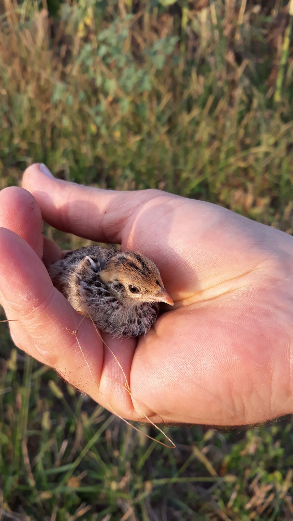 Натиснете снимката за да я уголемите

Име:20190810_071123.jpg
Прегледи:257
Размер:290.8 КБ
ID:6533229