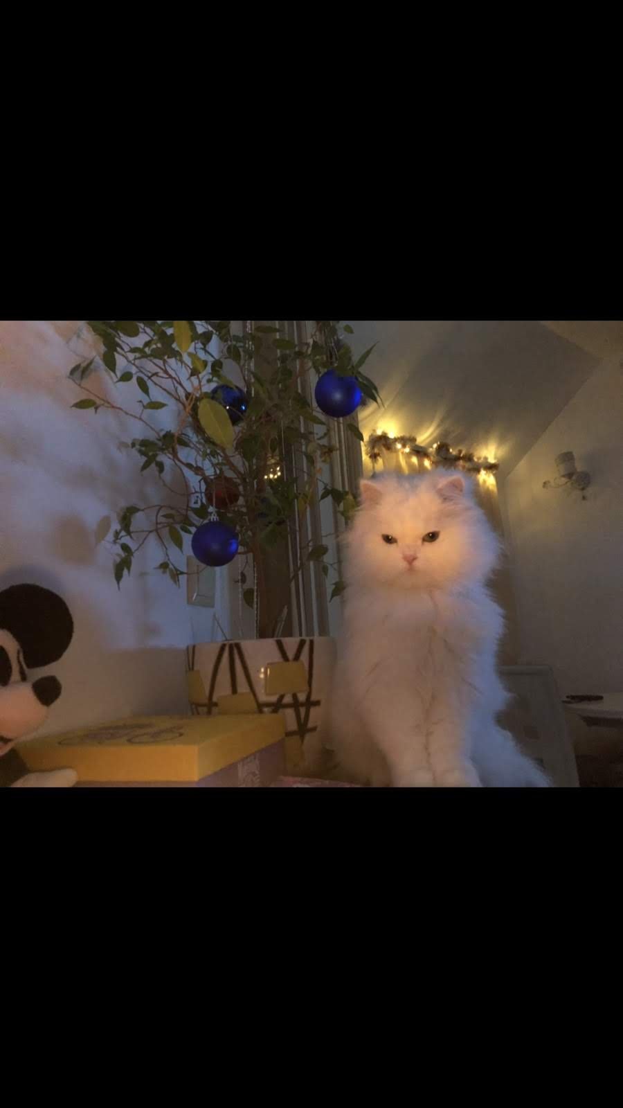 Натиснете снимката за да я уголемите  Име:IMG-9e90a8f748f781cde67e2b46353f54a6-V.jpg Прегледи:0 Размер:69.0 КБ ID:6533602