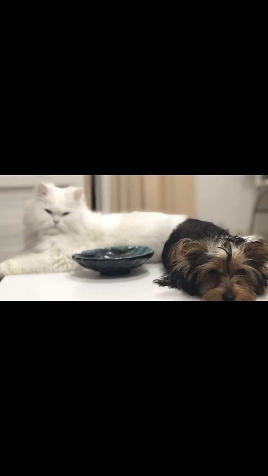 Натиснете снимката за да я уголемите

Име:IMG-8e3b8e6d228c8eed6f5419c958c592e4-V.jpg
Прегледи:226
Размер:49.5 КБ
ID:6533604