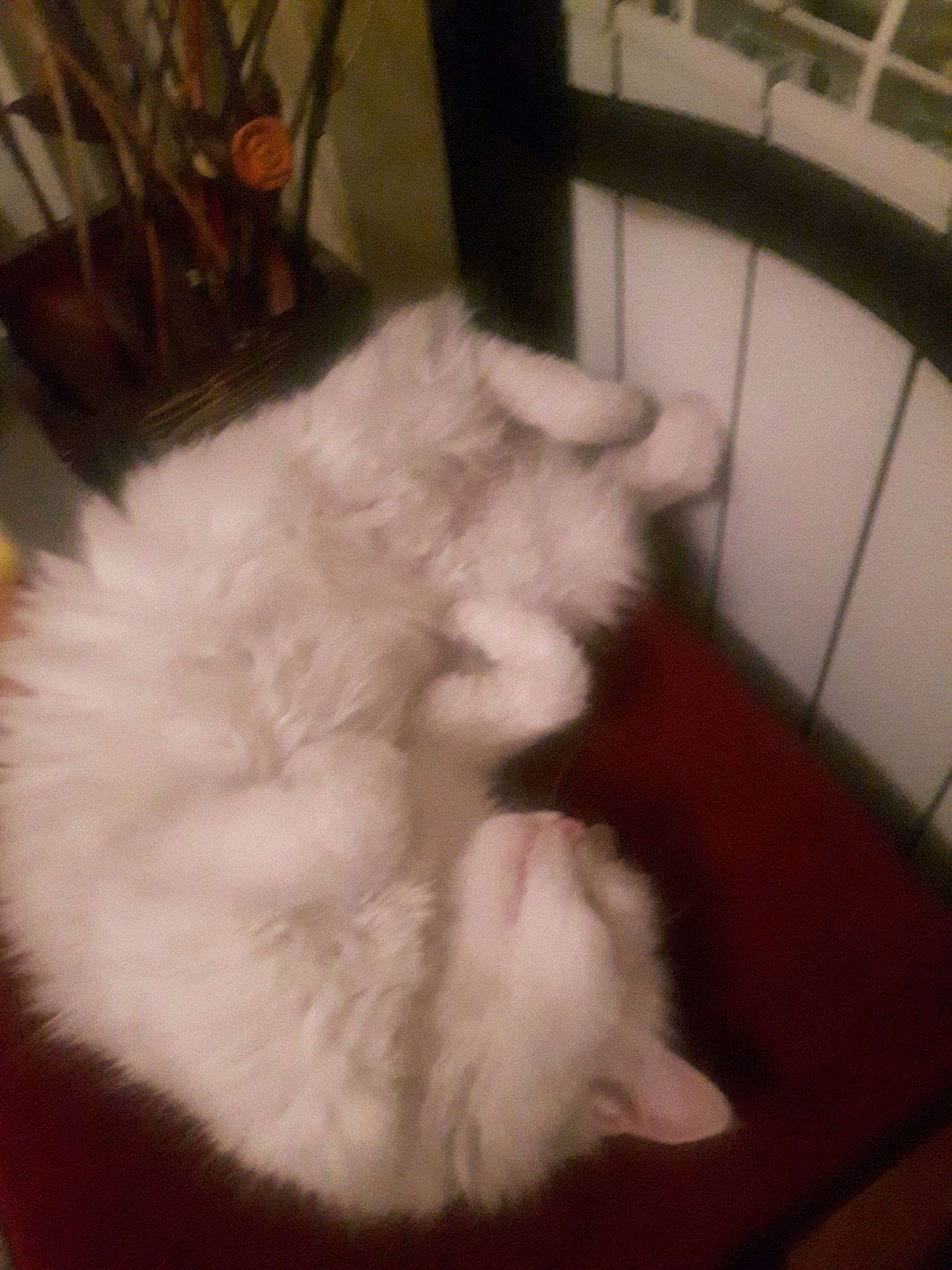 Натиснете снимката за да я уголемите

Име:20191128_224729.jpg
Прегледи:197
Размер:387.5 КБ
ID:6533803