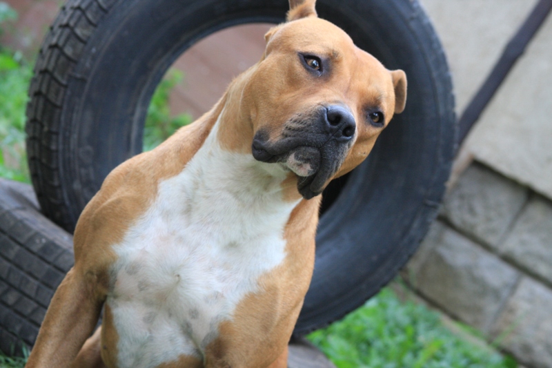 Натиснете снимката за да я уголемите

Име:teres.jpg
Прегледи:1
Размер:189.5 КБ
ID:5273571