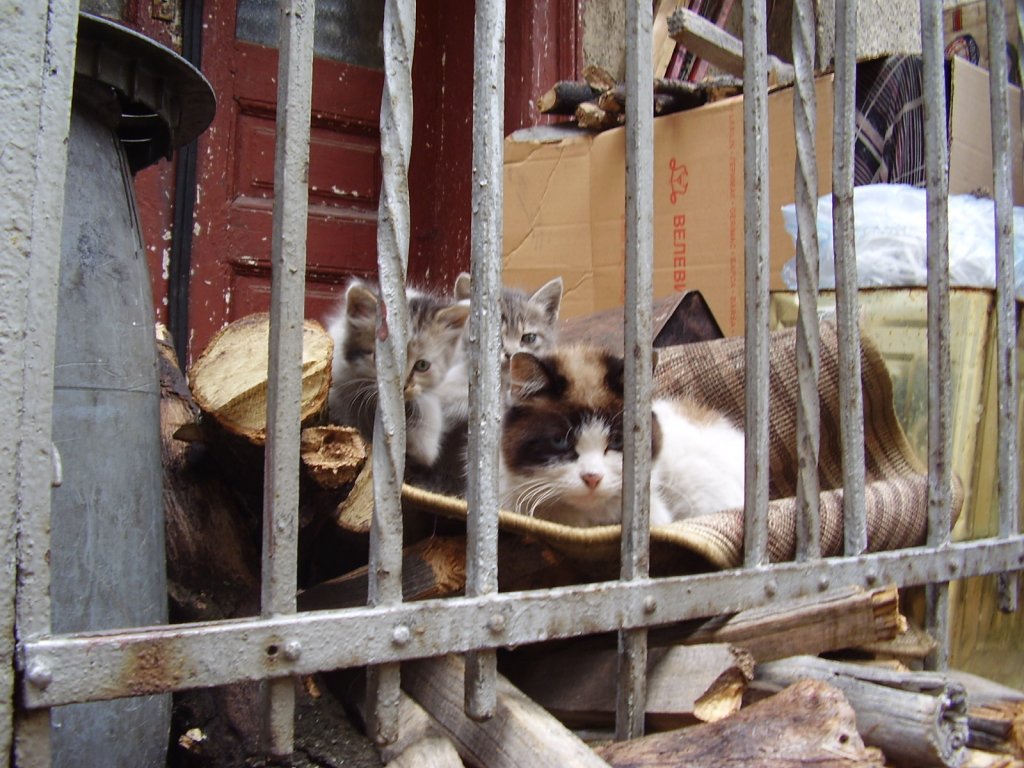 Натиснете снимката за да я уголемите

Име:P3150037.jpg
Прегледи:1
Размер:164.9 КБ
ID:5274326