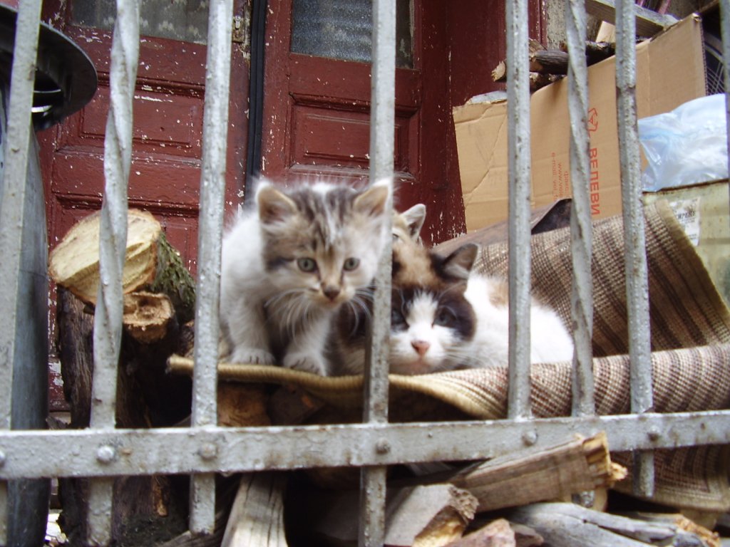 Натиснете снимката за да я уголемите

Име:P3150038.jpg
Прегледи:1
Размер:150.3 КБ
ID:5274327