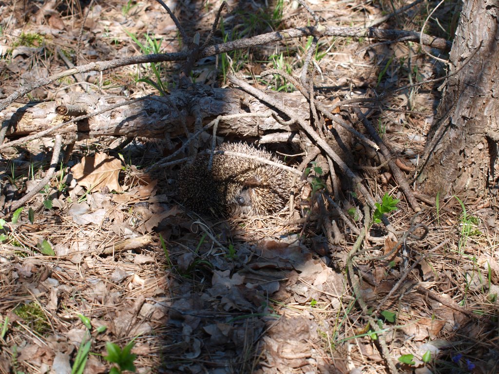 Натиснете снимката за да я уголемите

Име:P4172874.jpg
Прегледи:1
Размер:294.4 КБ
ID:5274586