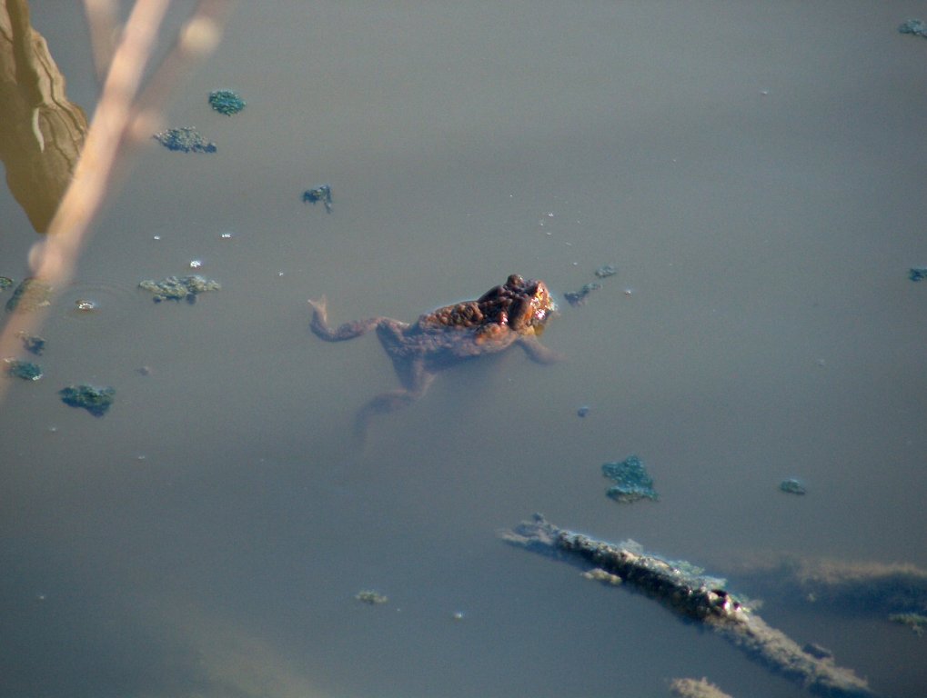 Натиснете снимката за да я уголемите

Име:Gorata20_03_04 006.jpg
Прегледи:1
Размер:74.4 КБ
ID:5274591