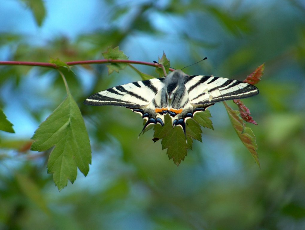 Натиснете снимката за да я уголемите

Име:MB1 001.jpg
Прегледи:1
Размер:93.8 КБ
ID:5274592