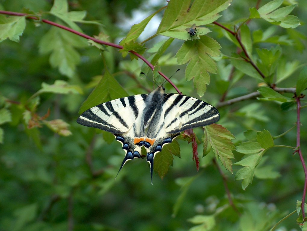 Натиснете снимката за да я уголемите

Име:MB1 004.jpg
Прегледи:1
Размер:118.9 КБ
ID:5274593