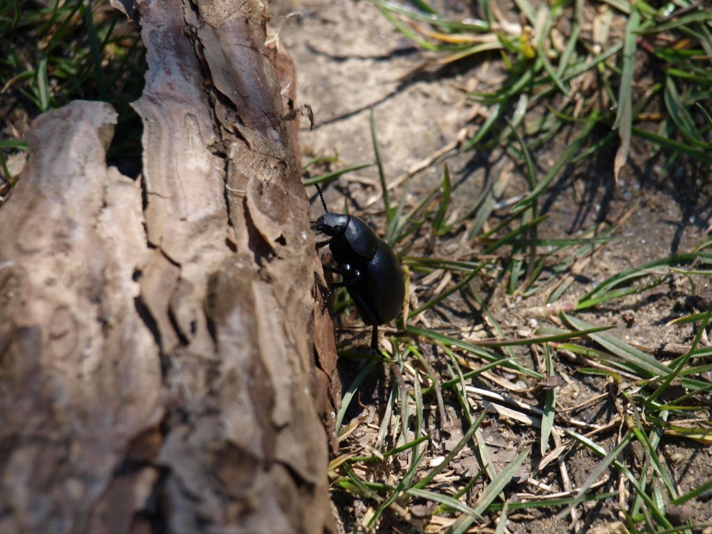 Натиснете снимката за да я уголемите

Име:P4172903.jpg
Прегледи:1
Размер:170.1 КБ
ID:5274630