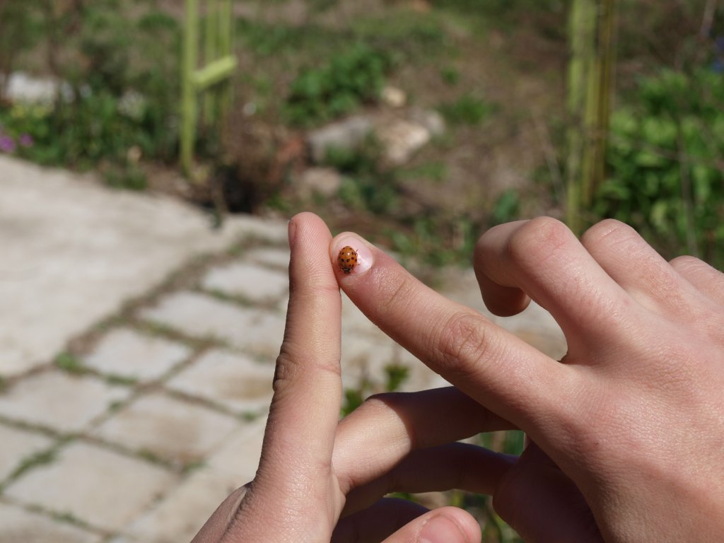 Натиснете снимката за да я уголемите

Име:P4172924.jpg
Прегледи:1
Размер:87.6 КБ
ID:5274633