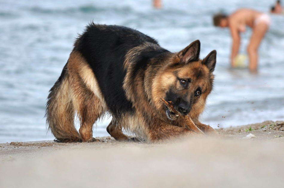 Натиснете снимката за да я уголемите

Име:_DSC0400.JPG
Прегледи:1
Размер:120.3 КБ
ID:5312222