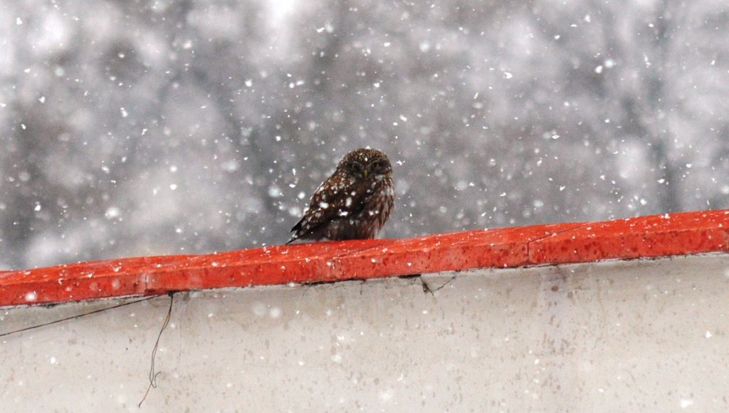 Натиснете снимката за да я уголемите

Име:SMALL SOVA.jpg
Прегледи:1
Размер:100.4 КБ
ID:5351534