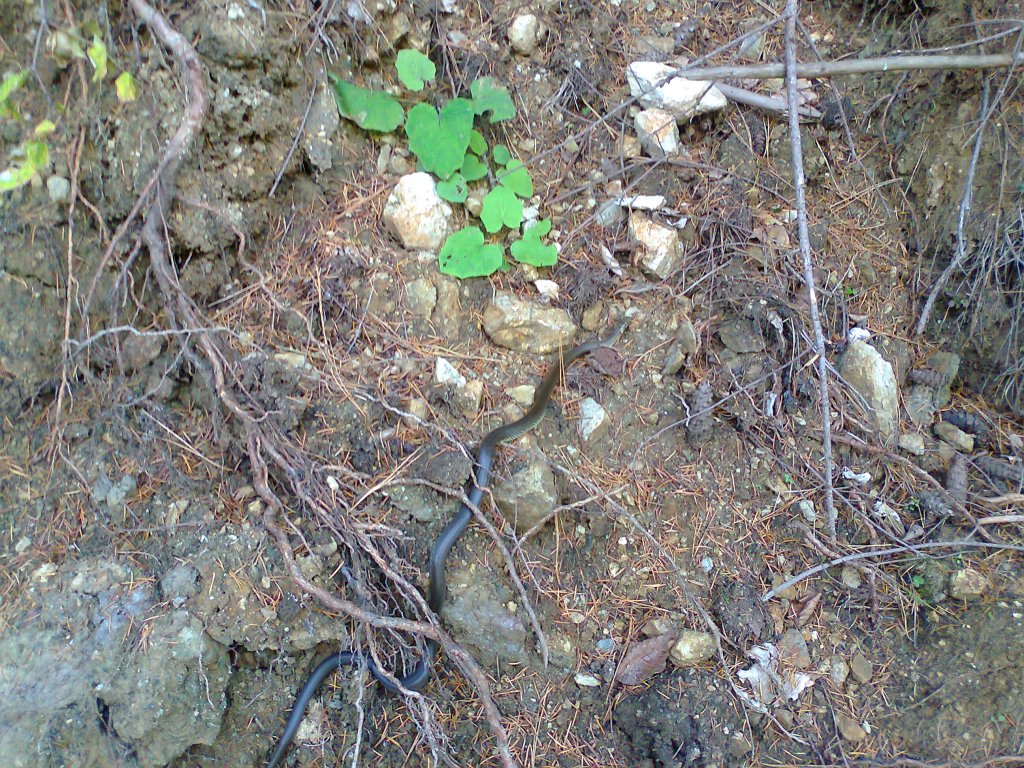 Натиснете снимката за да я уголемите

Име:Снимка1837.jpg
Прегледи:2
Размер:316.0 КБ
ID:5375032