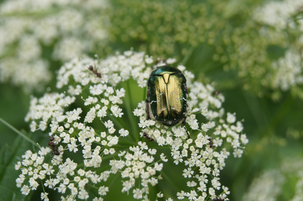 Натиснете снимката за да я уголемите

Име:DSC01588.jpg
Прегледи:1
Размер:115.7 КБ
ID:5379395