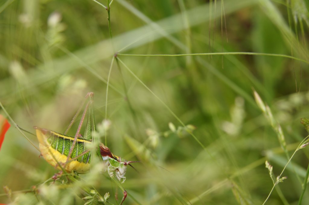 Натиснете снимката за да я уголемите

Име:DSC01600.jpg
Прегледи:1
Размер:70.4 КБ
ID:5379396