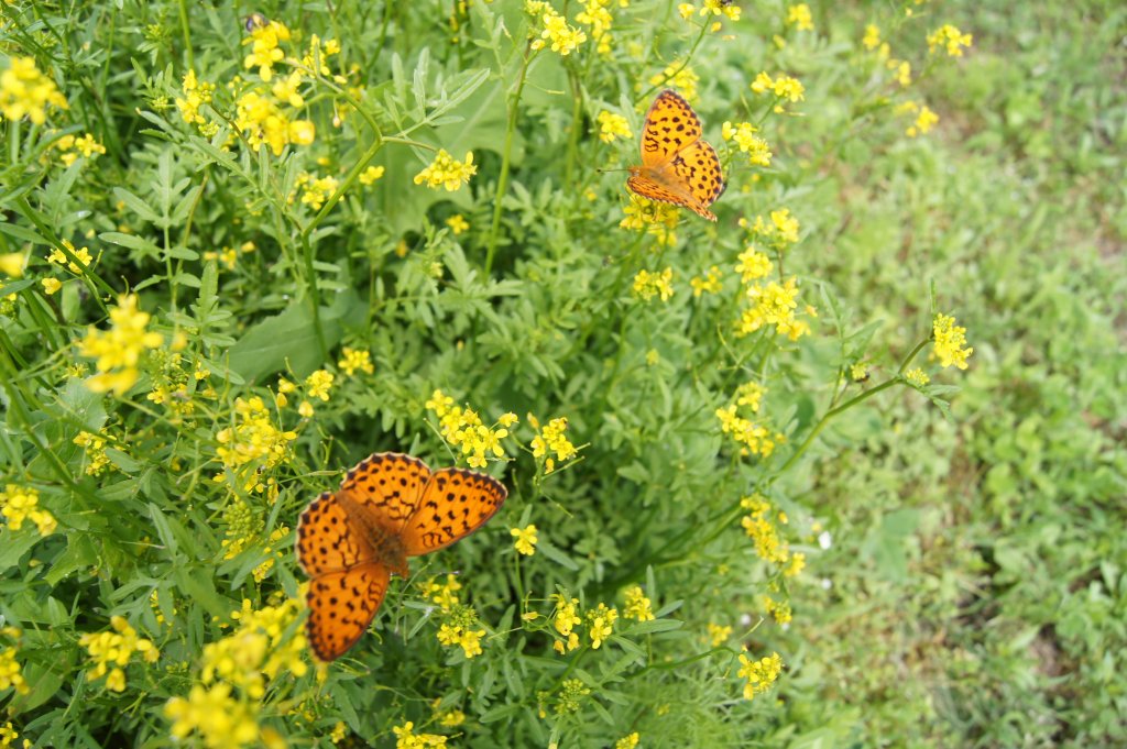 Натиснете снимката за да я уголемите

Име:DSC01626.jpg
Прегледи:1
Размер:175.6 КБ
ID:5379397