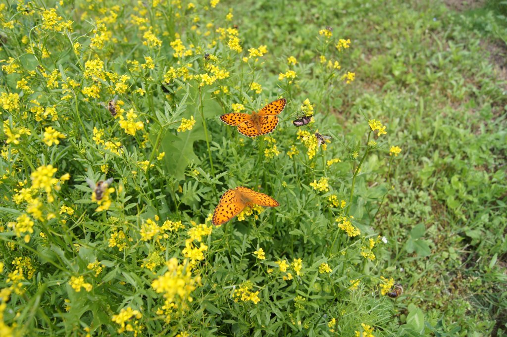 Натиснете снимката за да я уголемите

Име:DSC01630.jpg
Прегледи:1
Размер:214.8 КБ
ID:5379398