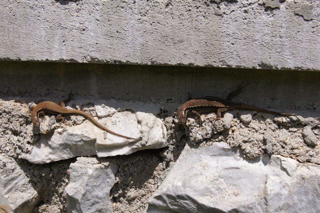 Натиснете снимката за да я уголемите

Име:DSC01650.jpg
Прегледи:1
Размер:216.1 КБ
ID:5379399