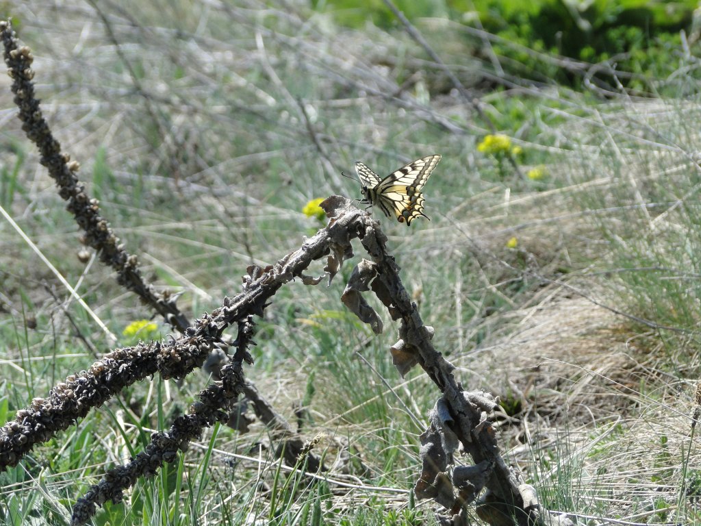 Натиснете снимката за да я уголемите

Име:DSC08787.jpg
Прегледи:1
Размер:209.5 КБ
ID:5384732