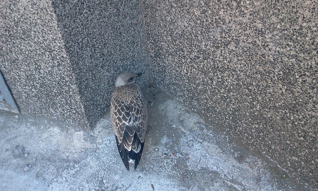 Натиснете снимката за да я уголемите

Име:2011-06-21 11.21.24.jpg
Прегледи:1
Размер:268.1 КБ
ID:5419637