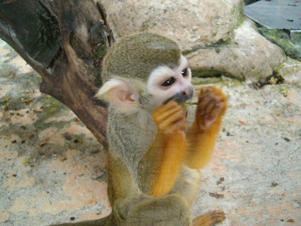 Натиснете снимката за да я уголемите

Име:Picture 1046.jpg
Прегледи:1
Размер:143.0 КБ
ID:5419643