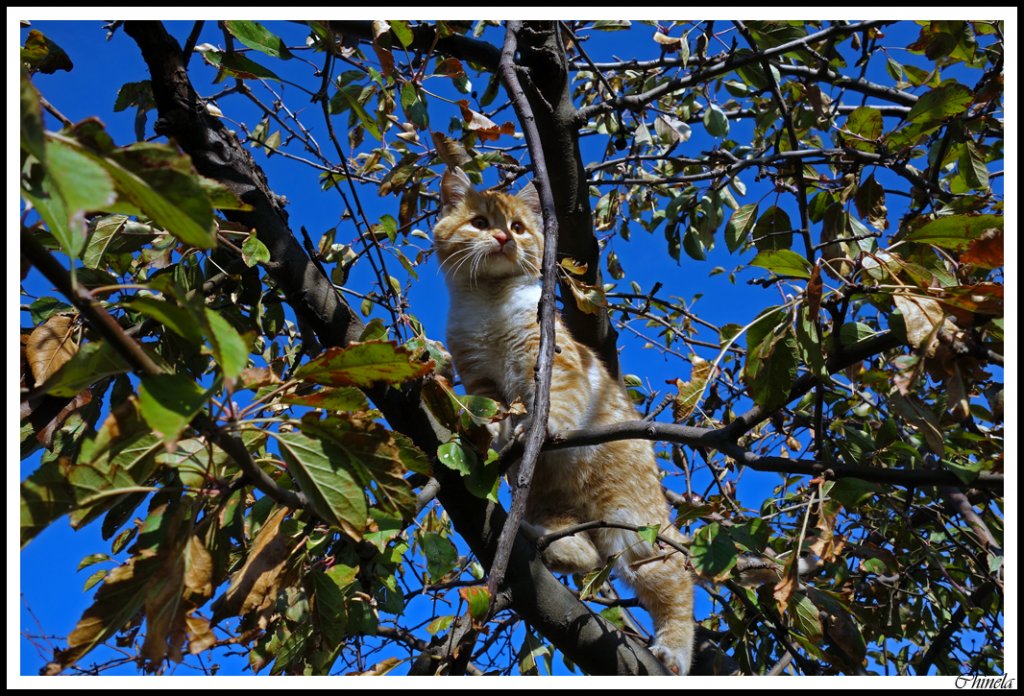 Натиснете снимката за да я уголемите

Име:Tigar.jpg
Прегледи:2
Размер:226.0 КБ
ID:5424339