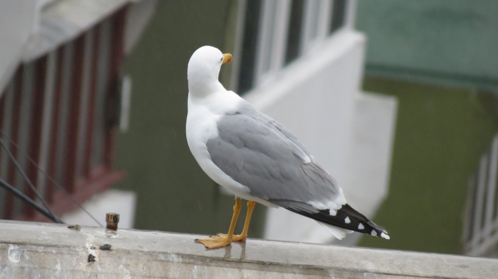 Натиснете снимката за да я уголемите

Име:IMG_1712.jpg
Прегледи:1
Размер:55.4 КБ
ID:5436668