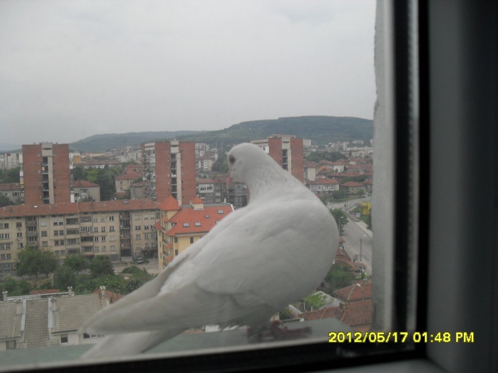 Натиснете снимката за да я уголемите

Име:SDC13530.jpg
Прегледи:1
Размер:81.5 КБ
ID:5436688