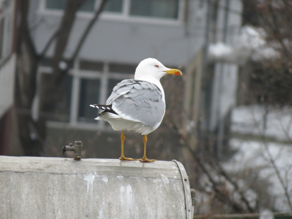 Натиснете снимката за да я уголемите

Име:IMG_2184.jpg
Прегледи:1
Размер:81.6 КБ
ID:5437258