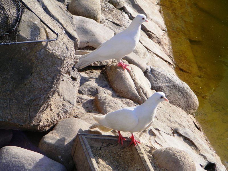 Натиснете снимката за да я уголемите

Име:DSCF24001.JPG
Прегледи:1
Размер:130.5 КБ
ID:5486508