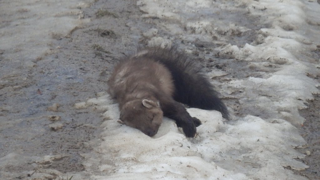 Натиснете снимката за да я уголемите

Име:PC270003.jpg
Прегледи:1
Размер:99.6 КБ
ID:5461468
