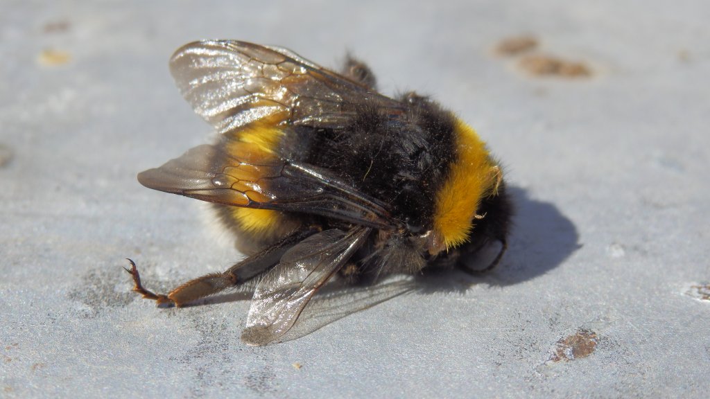 Натиснете снимката за да я уголемите

Име:P3100374.jpg
Прегледи:1
Размер:96.9 КБ
ID:5461471