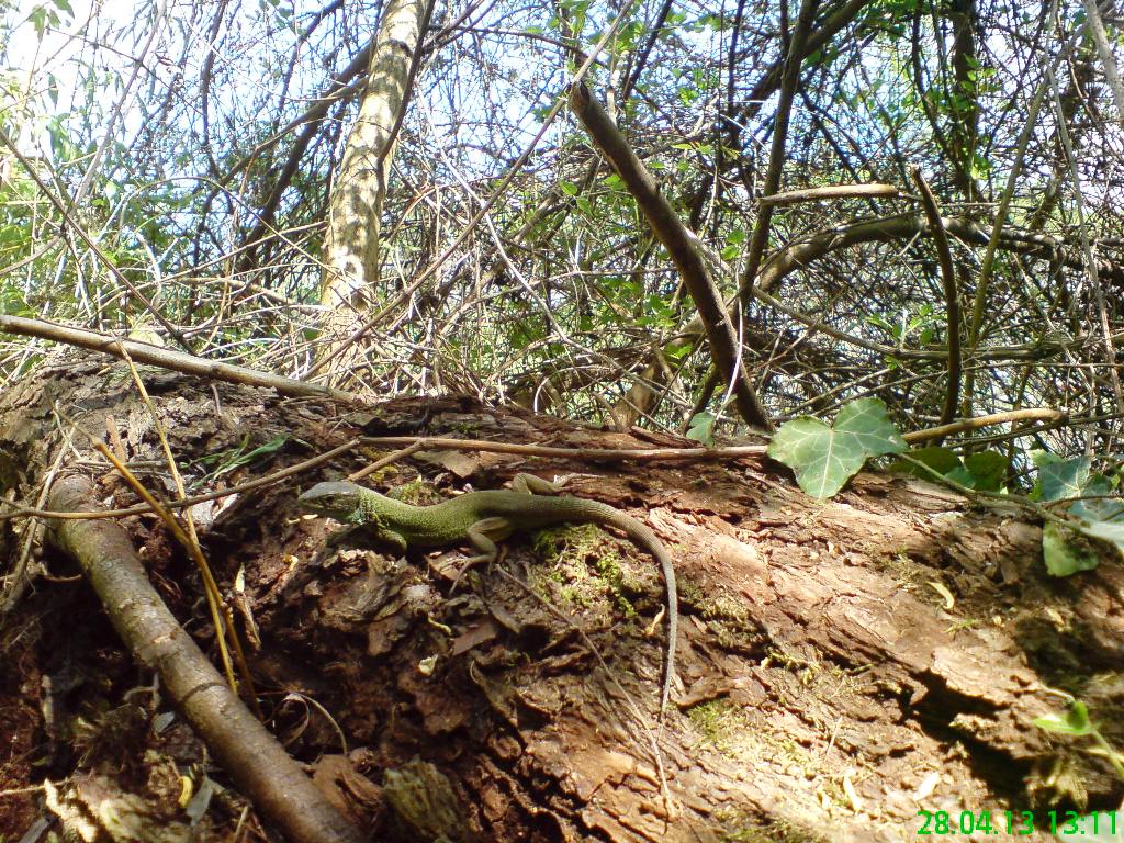 Натиснете снимката за да я уголемите

Име:lizzard.JPG
Прегледи:1
Размер:266.9 КБ
ID:5476560