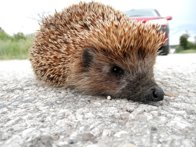 Натиснете снимката за да я уголемите

Име:P6024243-3.JPG
Прегледи:1
Размер:268.5 КБ
ID:5489214