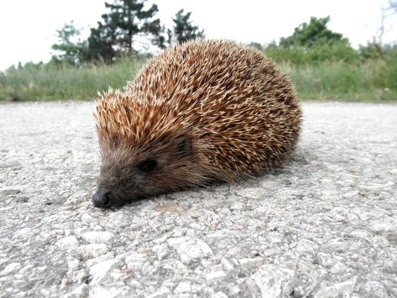 Натиснете снимката за да я уголемите

Име:P6024242-2.JPG
Прегледи:1
Размер:284.9 КБ
ID:5489215