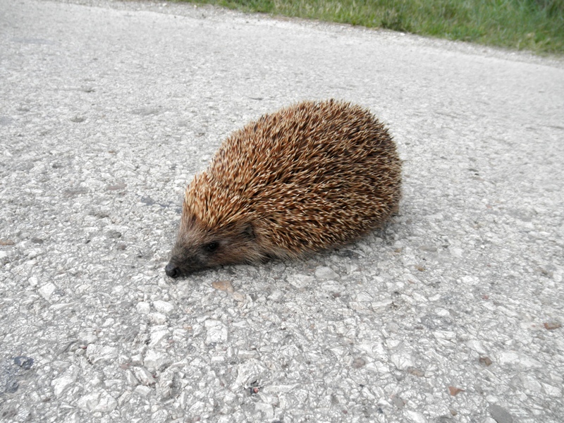 Натиснете снимката за да я уголемите

Име:P6024241-1.JPG
Прегледи:1
Размер:288.3 КБ
ID:5489216