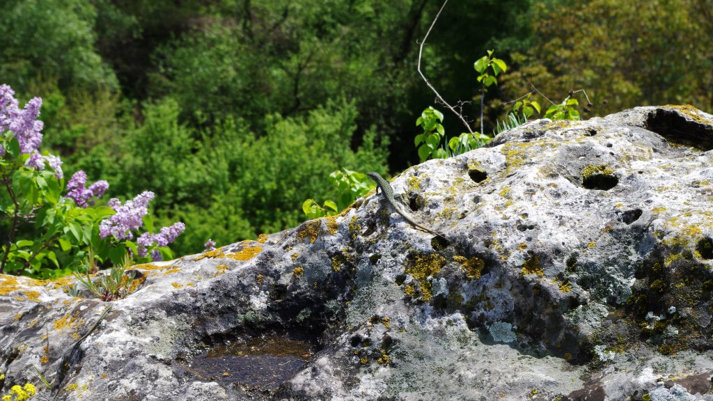 Натиснете снимката за да я уголемите

Име:IMGP1748.jpg
Прегледи:1
Размер:202.8 КБ
ID:5581305