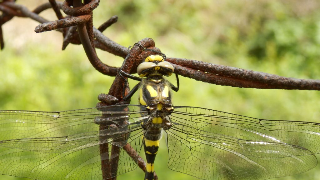 Натиснете снимката за да я уголемите

Име:P6051255.jpg
Прегледи:1
Размер:119.1 КБ
ID:5490396