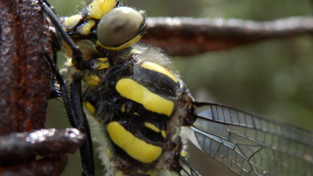 Натиснете снимката за да я уголемите

Име:P6051258.jpg
Прегледи:1
Размер:82.1 КБ
ID:5490397