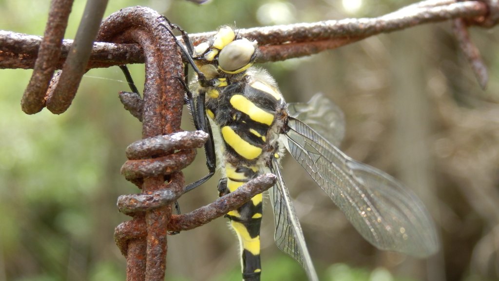 Натиснете снимката за да я уголемите

Име:P6051257.jpg
Прегледи:1
Размер:94.3 КБ
ID:5490398