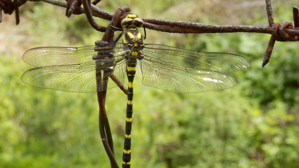 Натиснете снимката за да я уголемите

Име:P6051262.jpg
Прегледи:1
Размер:104.4 КБ
ID:5490399
