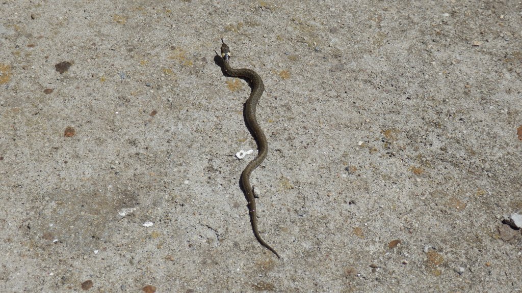 Натиснете снимката за да я уголемите

Име:P6051246.jpg
Прегледи:1
Размер:217.6 КБ
ID:5490401