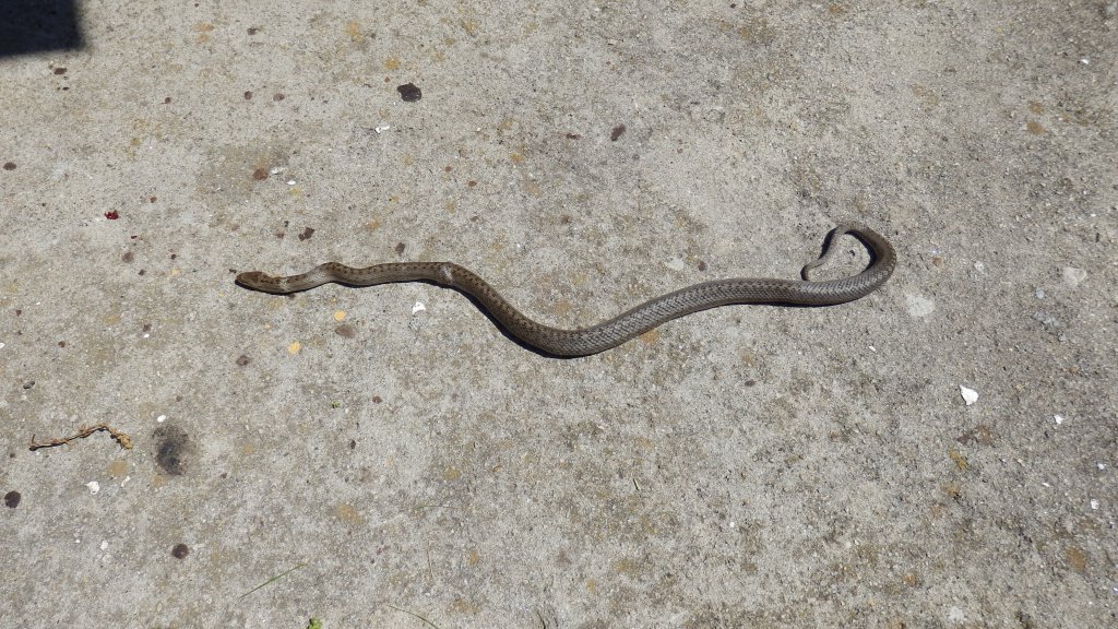 Натиснете снимката за да я уголемите

Име:P7030500.jpg
Прегледи:1
Размер:211.3 КБ
ID:5604223