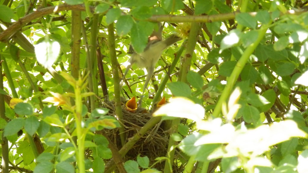 Натиснете снимката за да я уголемите

Име:P7031328.jpg
Прегледи:1
Размер:124.3 КБ
ID:5498597